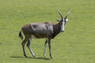 Blesbok, blesbuck (Damaliscus pygargus phillipsi, Damaliscus dorcas phillipsi) antelope endemic to