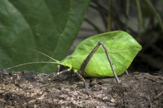 Leaf-mimic katydid in rainforest, Central America