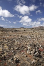 Volcanic landscape near Salinas de Janubio, Lanzarote, Canary Islands, Spain, Europe