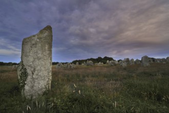 Neolithic menhirs, standing stones at Carnac at dusk, Brittany, France, Europe