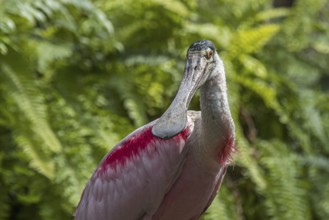 Roseate spoonbill (Platalea ajaja, Ajaia ajaja), gregarious wading bird native to South and North