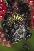 Common wasp (Vespula vulgaris) feeding on ripe berries of blackberry bush (Rubus cultivar) in