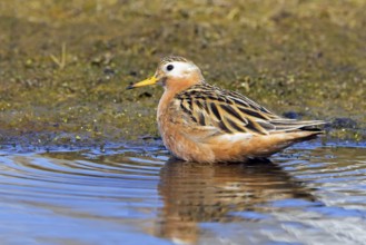 Red phalarope, grey phalarope (Phalaropus fulicarius) male in breeding plumage resting in pond on