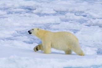 Lone polar bear (Ursus maritimus) hunting on pack ice, drift ice in the Arctic Ocean along the