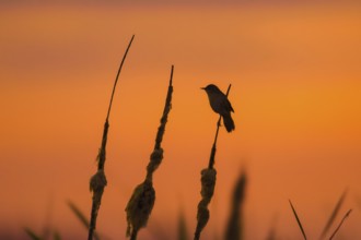 Savi's warbler (Locustella luscinioides) male perched on bulrush spike in wetland in spring,