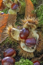 Sweet chestnut, Spanish chestnuts (Castanea sativa) close-up of fallen spiny cupules and brown nuts