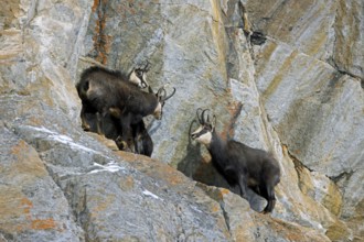 Rutting Alpine chamois (Rupicapra rupicapra) male, buck chasing female and juvenile in rock face