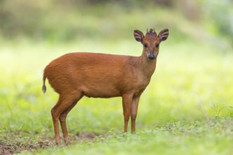 Red forest duiker (Cephalophus natalensis) antelope, iSimangaliso Wetland Park, St. Lucia,