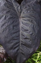 Close-up of dark purple Colocasia esculenta, Elephant Ear's or Taro leaf with raindrops in summer,