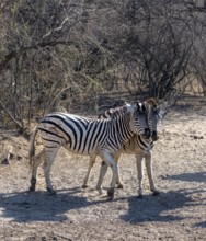 Plains zebra (Equus quagga), two zebras cuddling, Khama Rhino Sanctuary, Serowe, Botswana, Africa