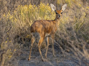 Steenbok (Raphicerus campestris), male in the evening light, Khama Rhino Sanctuary, Serowe,