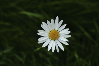 Meadow daisy (Leucanthemum vulgare), also known as meadow daisy, flowering in a meadow, Wilnsdorf,