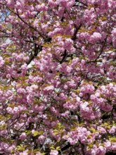 Japanese Cherry, Oriental Cherry, East Asian Cherry, Japanese Cherry, Japanese Blossom Cherry