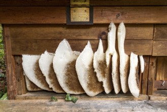 Honeycomb abandoned by colony, honeycomb, wild natural burrow on outside of hive, light-coloured