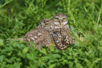 Two burrowing owls (Speotyto cunicularia) sitting together in the meadow, Pembroke Pines, Florida,