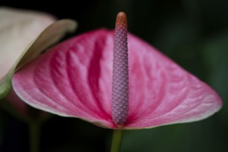 Pink flamingo flower (Anthurium andreanum), detailed view, Princess of Wales Conservatory, Royal