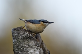 Nuthatch (Sitta europaea), adult bird, Dingdener Heide nature reserve, North Rhine-Westphalia,