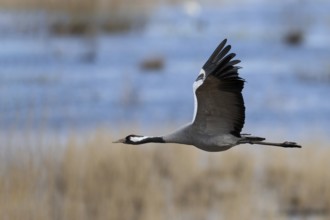 Common crane (Grus grus), Hornborga, Sweden, Europe