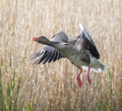 Greylag goose (Anser anser) in flight, blurred behind reeds, Thuringia, Germany, Europe