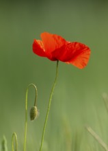 Red poppy (Papaver rhoeas), red flowering, Thuringia, Germany, Europe