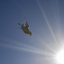 A seagull flies acrobatically through the blue sky, illuminated by the sun's rays, Cliffs of Moher