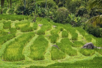 Jatiluwih, rice terrace, rice, agribusiness, agriculture, export, tourism, travel, landscape,