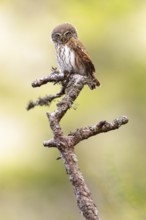 Pygmy owl (Glaucidium passerinum), Luce, Mountain area, Luce, Styria, Slovenia, Europe