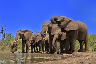 African elephant (Loxodonta africana), adult, juvenile, group, herd, at the water, drinking, Kruger