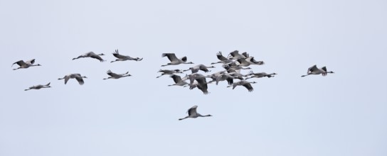 Four cranes flying in the clear blue sky, crane (Grus grus), flying flock in the migration season,