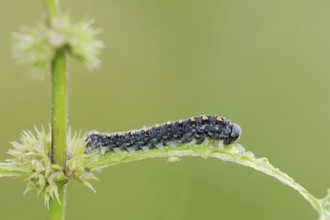 Leaf wasp (Tenthredo marginella), larva, North Rhine-Westphalia, Germany, Europe