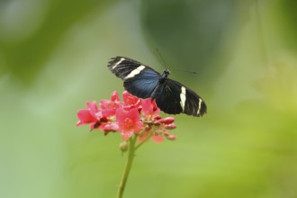 Close-up of a Sara Longwing (Heliconius sara) butterfly on a red blossom