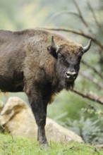 European bison (Bison bonasus) in a forest, Bavarian Forest National Park