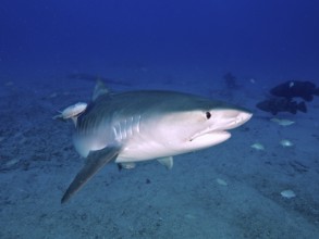 Tiger shark (Galeocerdo cuvier) with ship keeper (Echeneidae), dive site Bonair, Jupiter, Florida,