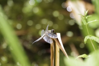 Four-spot (Libellula quadrimaculata), large dragonfly, wing, garden pond, The four-spot dragonfly