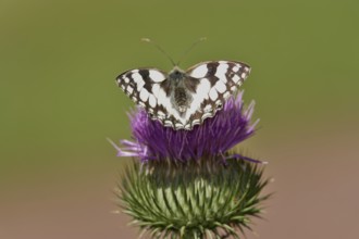 Marbled white (Melanargia galathea), July, Saxony-Anhalt, Germany, Europe