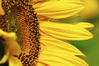 Sunflower, July, Germany, Europe