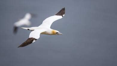 Northern Gannet, Morus bassanus, bird in flight over sea, Bempton Cliffs, North Yorkshire, England,