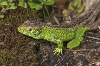 Sand lizard (Lacerta agilis) male in green wedding dress on forest floor with moss and leaves,