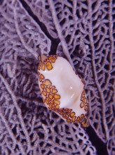 Close-up of a flamingo tongue snail (Cyphoma gibbosum) resting on a purple common sea fan (Gorgonia