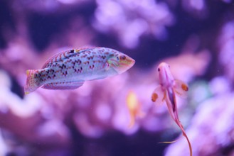 Ray-finned fish (Actinopterygii) swimming in an aquarium, Bavaria, Germany, Europe