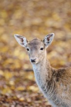 European fallow deer (Dama dama) doe, portrait, in a forest, Bavaria, Germany, Europe