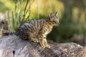 A kitten sits quietly on a tree trunk, looking into the distance with interest, wildcat (Felis