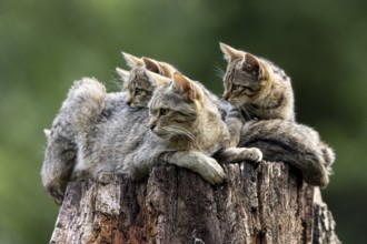 Three cats lying relaxed on a tree trunk in the forest and observing the surroundings, wild cat