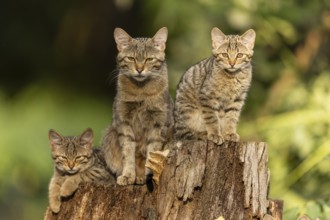 Three kittens sitting attentively on a tree stump in the forest, wildcat (Felis silvestris),