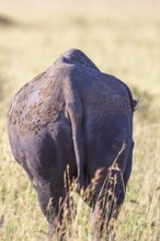 Rear with the tail of a Rhinoceros on the African grass savannah, Maasai Mara National Reserve,