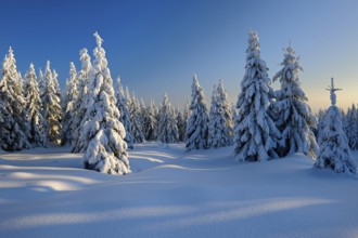 Snow-covered winter landscape, snow-covered spruces in the evening light, Harz National Park,