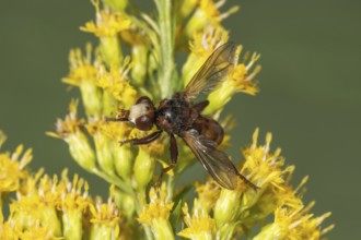 Broad-fronted bladderwrack (Sicus ferrugineus) on canada goldenrod (Solidago canadensis),