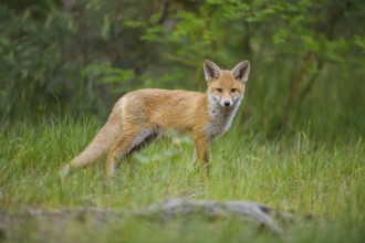 Red fox (Vulpes vulpes), young fox standing in a meadow in the forest and looking curiously,