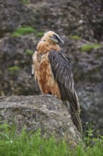 A bearded vulture (Gypaetus barbatus), sitting on a rock and attentively observing its