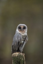 Barn owl (Tyto alba) adult bird dark or black form on a fence post, England, United Kingdom, Europe